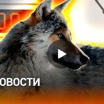 РЕН. Новости - Волки терроризируют поселок. Невидимый дрон ВС РФ. ФАС проверит цены на АЗС (16 Января 2026)